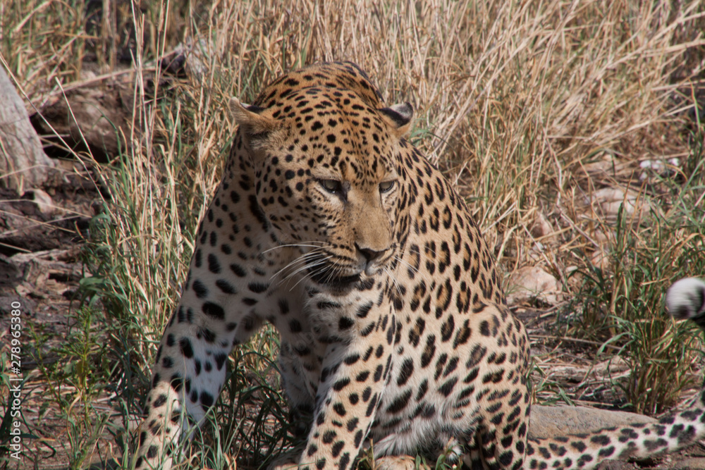 Leopard Leopard