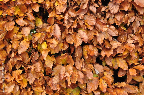 Herbstlaub