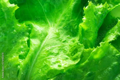 fresh lettuce close up background