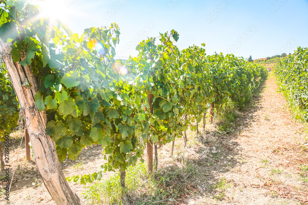Grapes and grape shrubs in a beautiful sunny vineyard background
