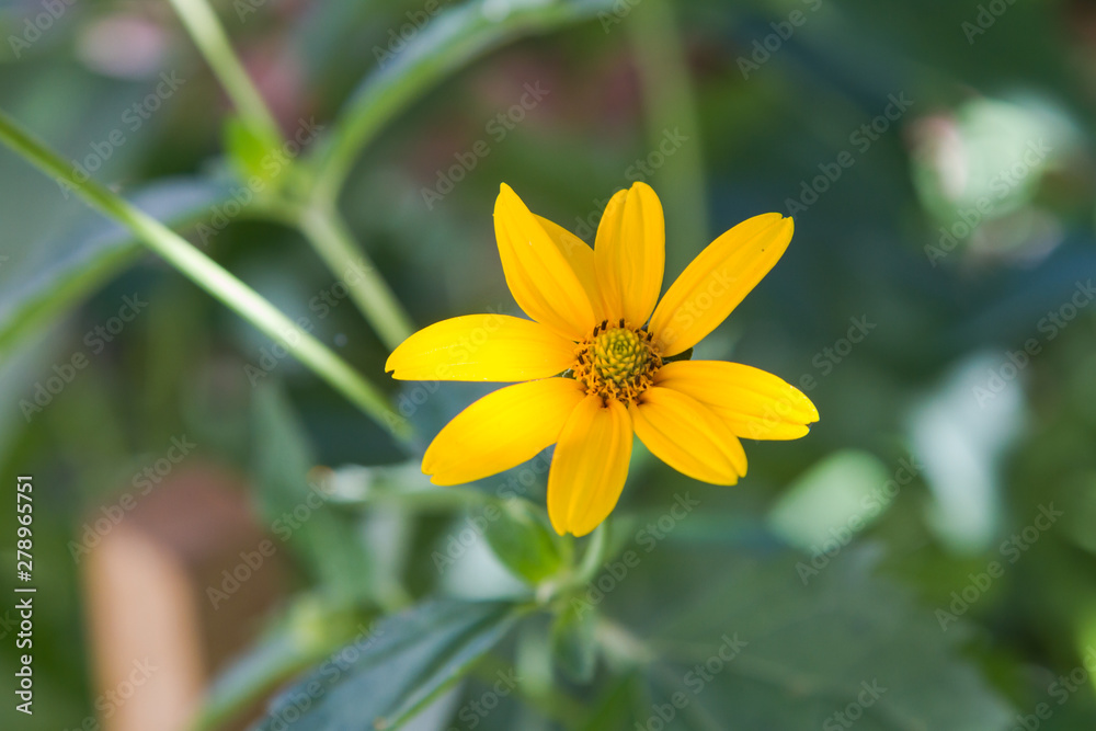 Obraz premium yellow daisy flower