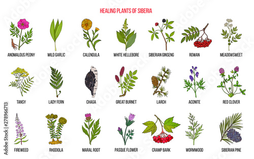 Medicinal herbs of Siberia