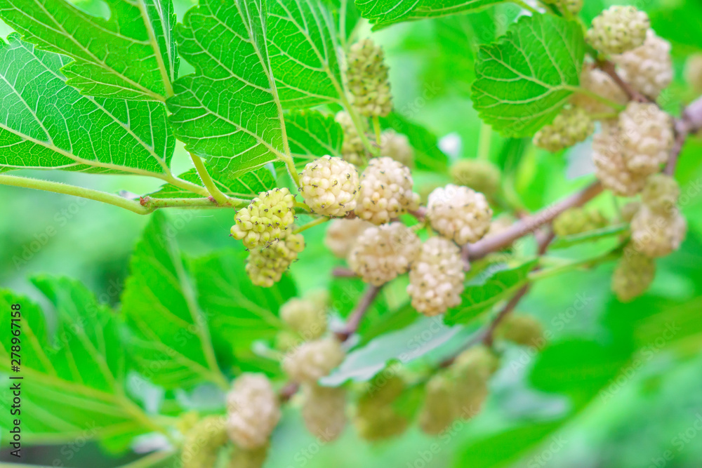 mulberry berries on a tree branch