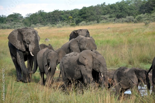 Photography herd of elephants sikumi zimbabwe