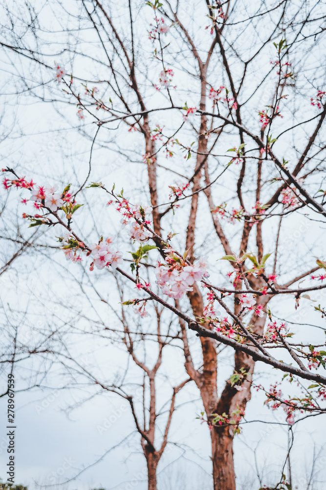 Sakura Spring blossoms flowers in Gicun Park in Shanghai, China Sakura Spring blossoms flowers in Gicun Park in Shanghai, China