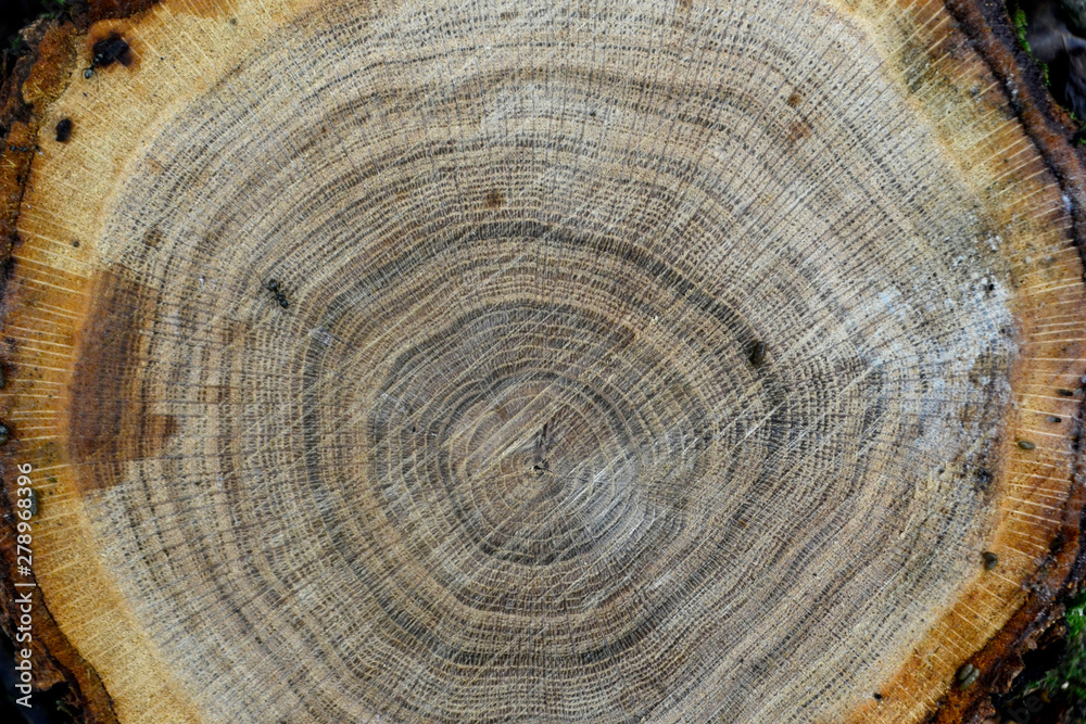 Naklejka premium wood circles texture