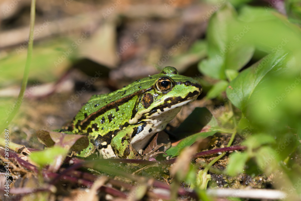 Green european frog on land in natural vegetation facing right and ready to jump Green european frog on land in natural vegetation facing right and ready to jump