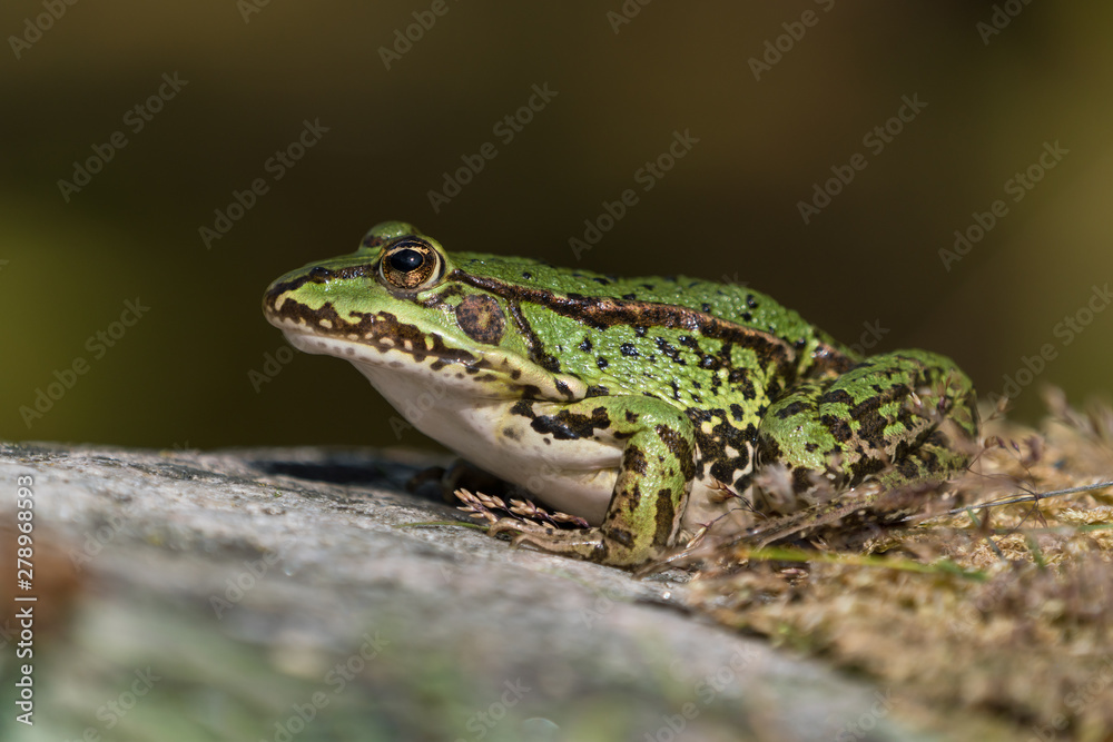 Green european frog on a rock with dry moss on land facing left seen from low angle Green european frog on a rock with dry moss on land facing left seen from low angle