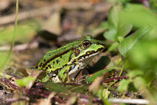 Green european frog on land in natural vegetation facing right and ready to jump