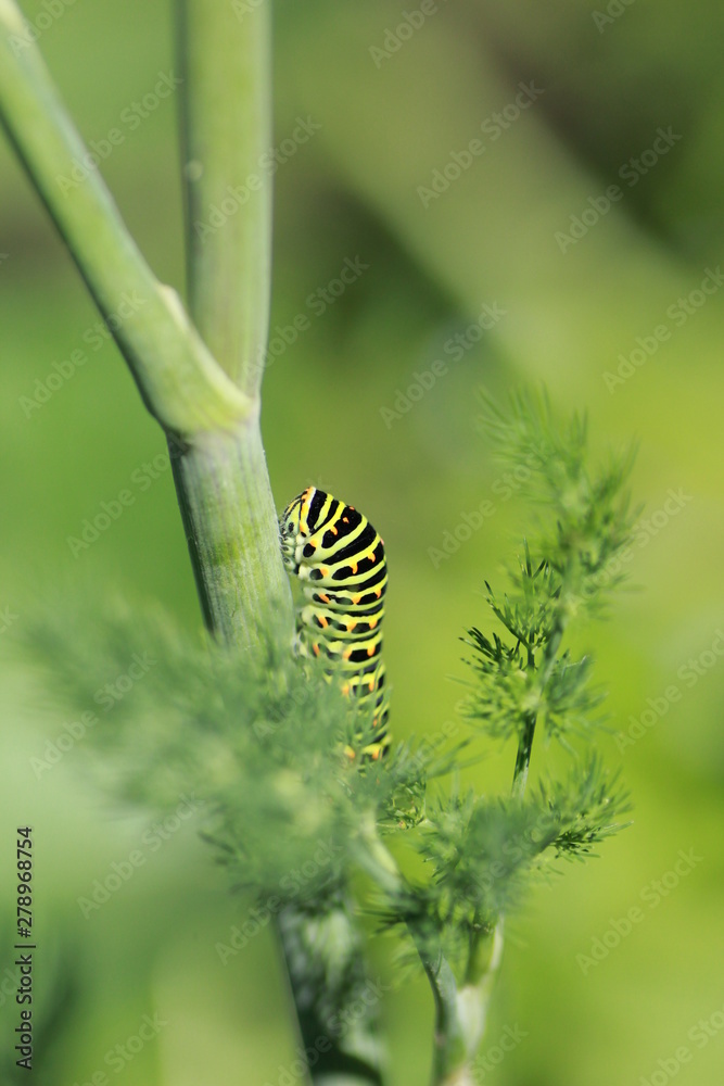  Chenille du Machaon