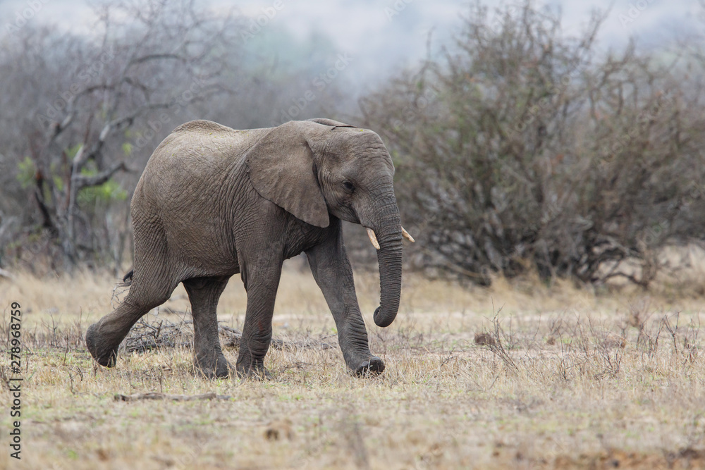 Elephant male walking in the Kruger National Park near Renosterkoppies in South Africa Elephant male walking in the Kruger National Park near Renosterkoppies in South Africa