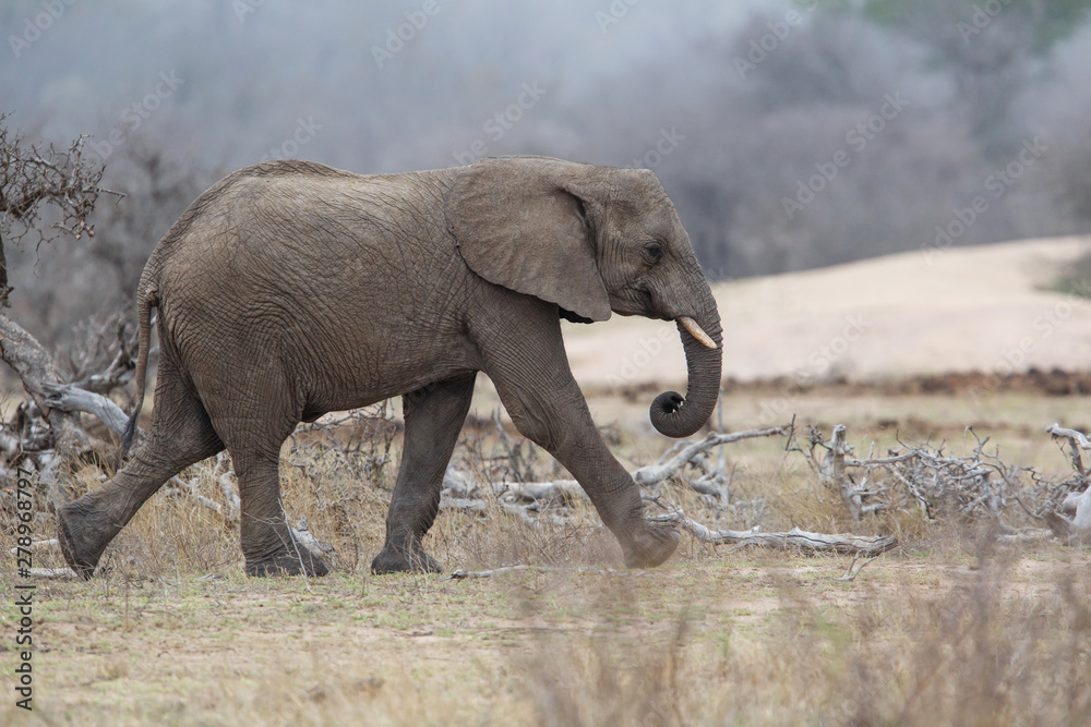 Fototapeta premium Elephant male walking in the Kruger National Park near Renosterkoppies in South Africa