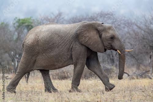 Elephant male walking in the Kruger National Park near Renosterkoppies in South Africa