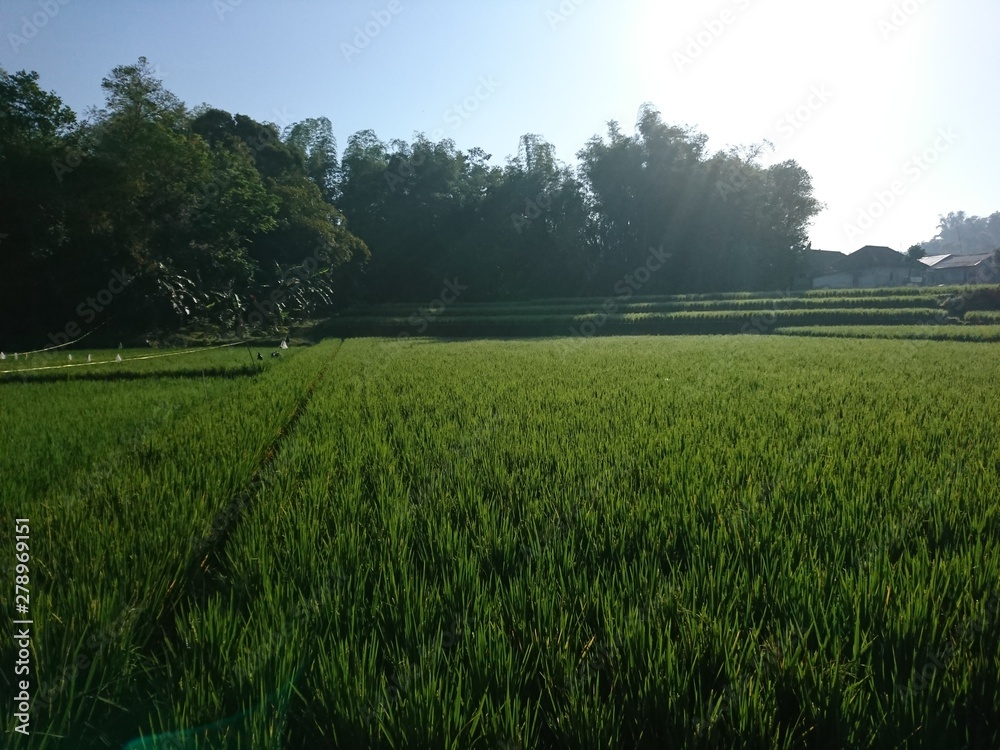 Fototapeta premium Rice Fields in The Spotlight of The Sunrise