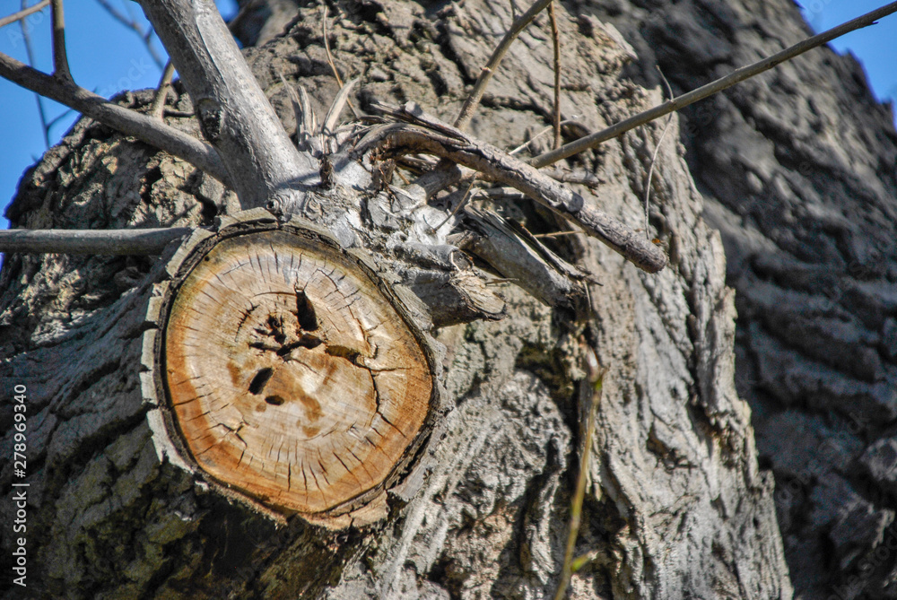 Fototapeta premium a huge branch cut from a tree leaving a scar