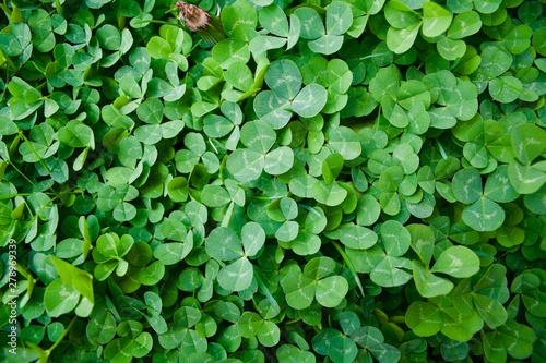 Wallpaper Mural Clovers Torontodigital.ca