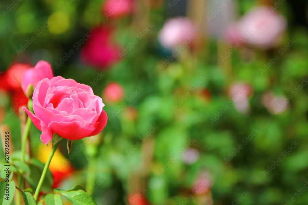 Obraz premium top view rose with water drop in garden