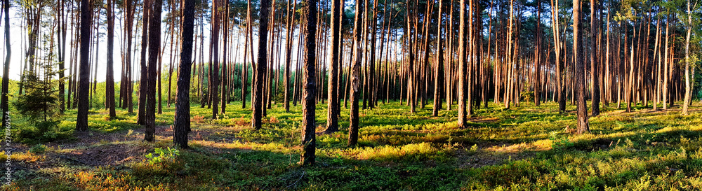 Fototapeta premium Las wieczorem