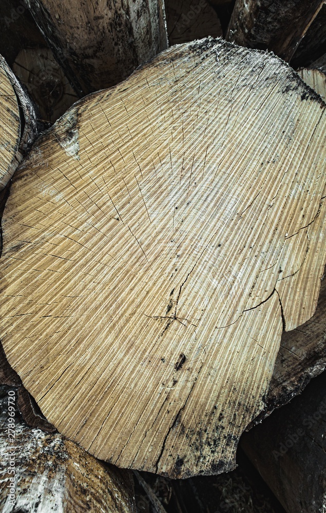 Wood texture of wavy ring pattern from a slice of tree. Wooden stump.Aspen. Birch. Coniferous. Wood texture of wavy ring pattern from a slice of tree. Wooden stump.Aspen. Birch. Coniferous.