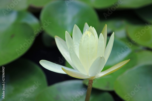 close up white lotus flower