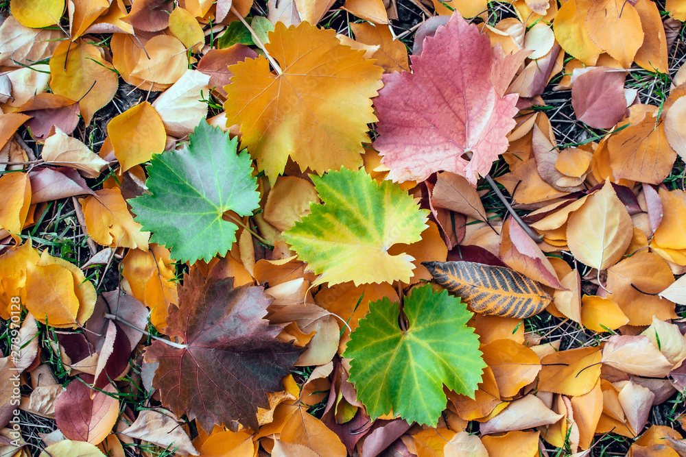 Obraz premium texture of autumn leaves background