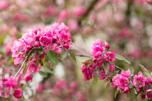 Beautiful apple-tree blossoms Royal Bounty Malus