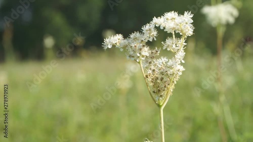 White meadow flower yarrow on natural background. Close up photo