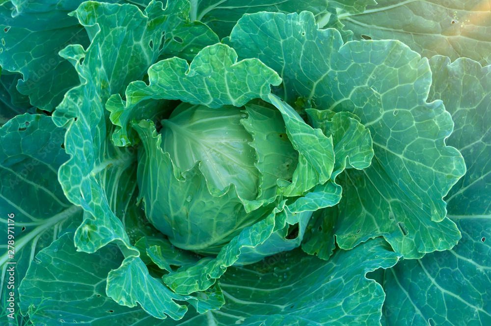 Obraz premium large cabbage with leaves and a ray of sun in the corner of the top view image