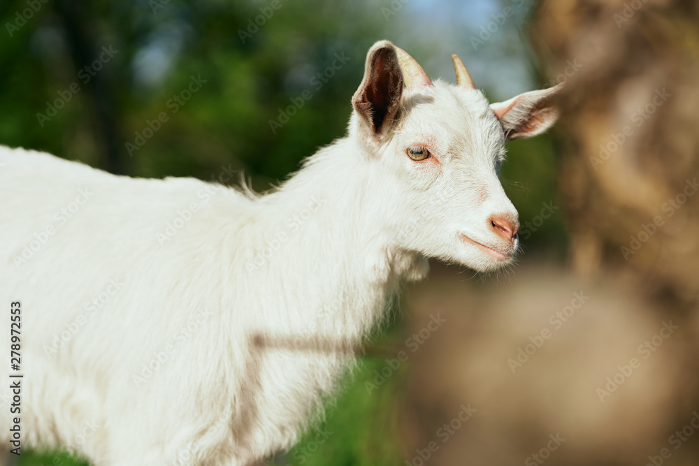 goat on the farm goat on the farm