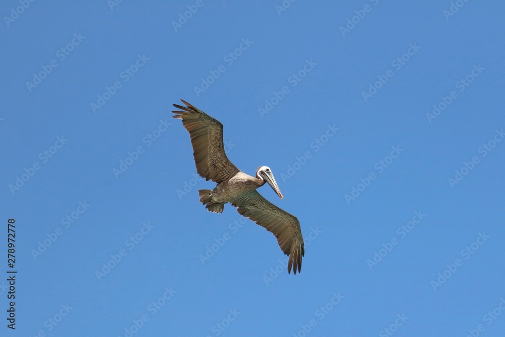 Pelican in flight against a blue sky seen from below