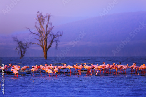 Large group of pink flamingoes in the lake Nakuru