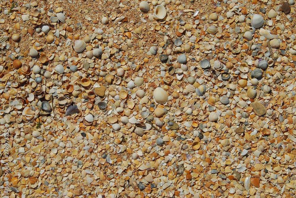 Sea shell sand texture. Summer beach background. Sea shell sand texture. Summer beach background.