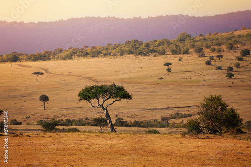 Fototapeta samoprzylepna Tło sawanny Kenia Maasai Mara park naturalny