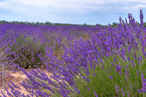 French landscape - Valensole. Sunset over the fields of lavender in the Provence  France .