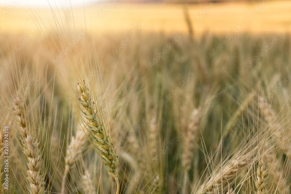 Fototapeta premium Close-up Barley in the field with sunny day. Beautiful nature and fresh air.