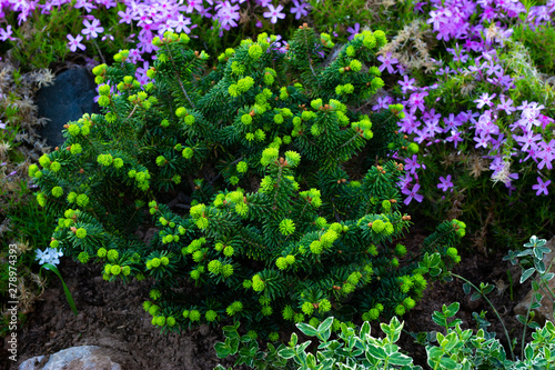 fir, evergreen conifers in landscape design in the botanical garden.