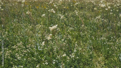 White meadow flower yarrow on natural background. Summer meadow with white flowers photo