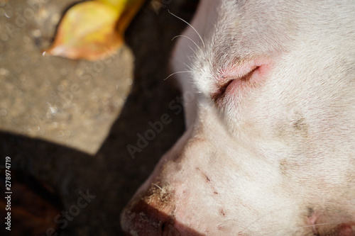 Cute dog sleeping on sunset time