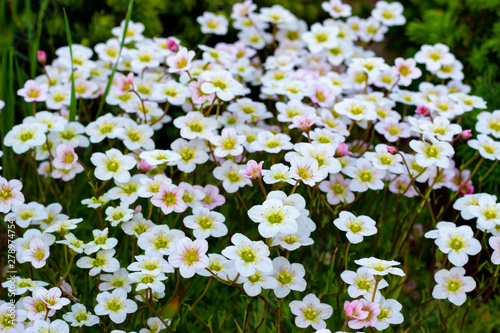 Floral background of pink flowers of saxifrage, spring blooming of saxifrage, small white flowers