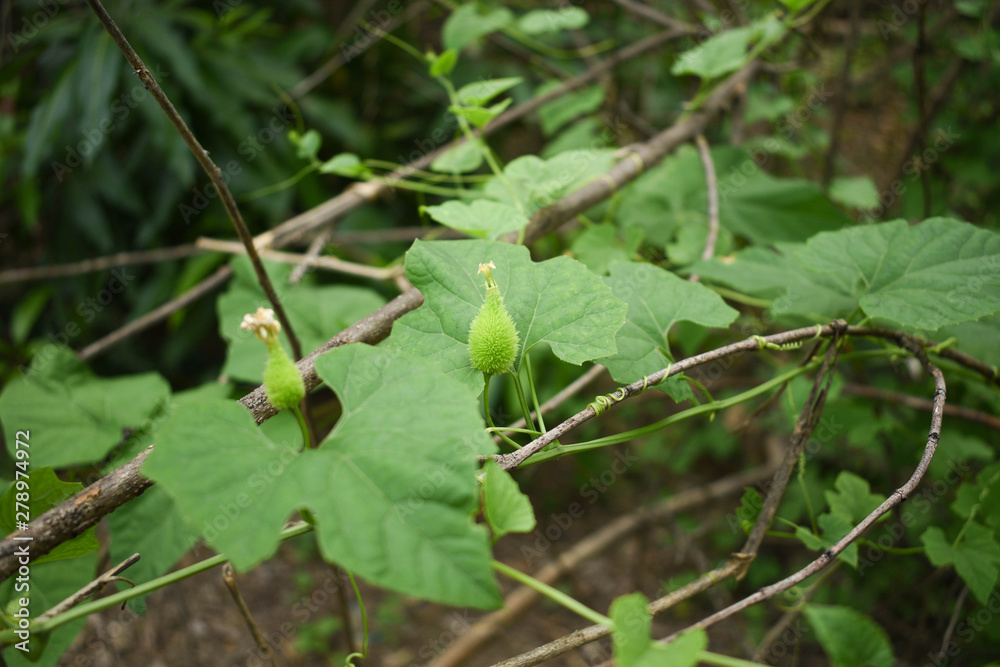 Momordica dioica - Indian Kokado or Kokaro Vegetable Plant Flower Leaves Momordica dioica - Indian Kokado or Kokaro Vegetable Plant Flower Leaves