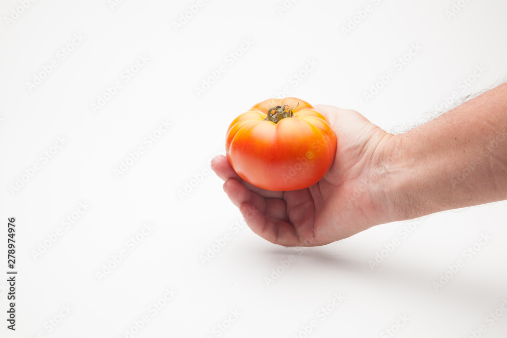 Tomate en la mano de una persona adulta. Tomate sobre fondo blanco y en la mano derecha de un ser humano. Tomate saludable, ecológico preparado para ser vendido o comido o cocinado. Tomate en la mano de una persona adulta. Tomate sobre fondo blanco y en la mano derecha de un ser humano. Tomate saludable, ecológico preparado para ser vendido o comido o cocinado.