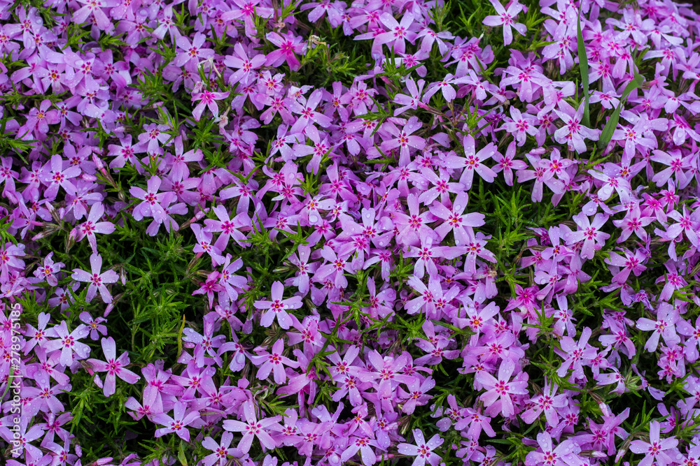 Aubrieta pink closeup, small pink flowers in the garden. Landscape design in the botanical garden.
