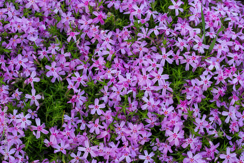 Aubrieta pink closeup, small pink flowers in the garden. Landscape design in the botanical garden. Aubrieta pink closeup, small pink flowers in the garden. Landscape design in the botanical garden.