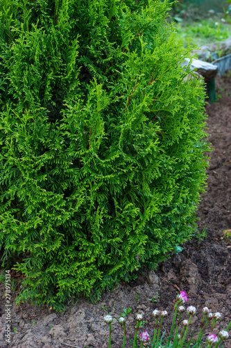 Thuja occidentalis is an evergreen coniferous tree. Evergreen conifers in landscape design in the botanical garden.
