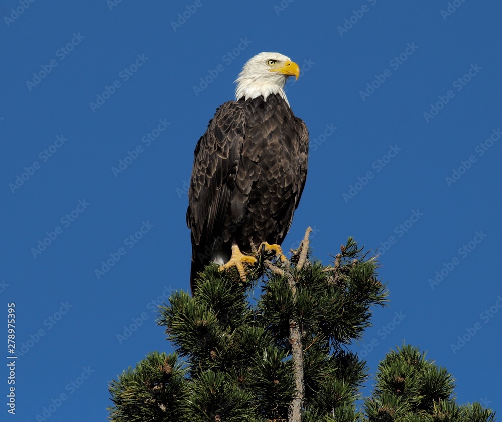 Obraz premium Bald Eagle 2