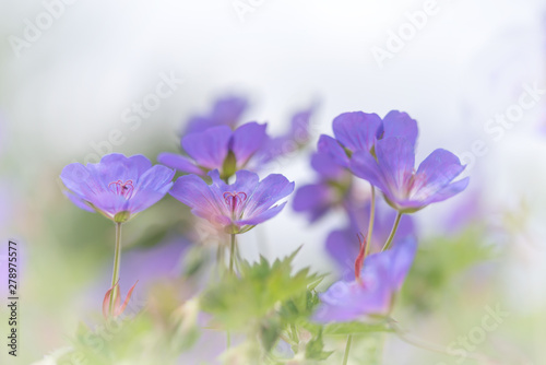 Lila Storchschnabel Blüten auf hellem Hintergrund