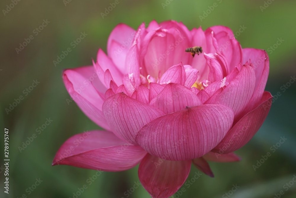 Obraz premium 藤原京 蓮