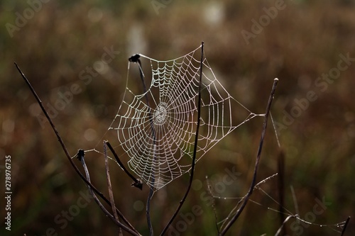 Teia de aranha no amanhecer de outono