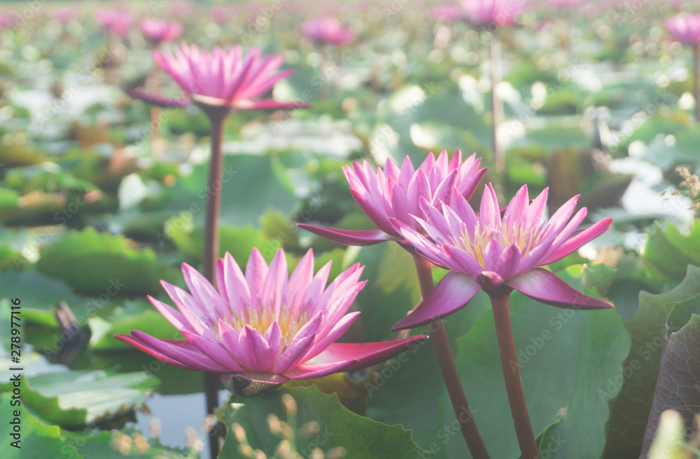Pink lotus flowers with bokeh blooming in lotus pond,selective focus,blurred green leaf background.water lily aquatic plants for worship Pink lotus flowers with bokeh blooming in lotus pond,selective focus,blurred green leaf background.water lily aquatic plants for worship