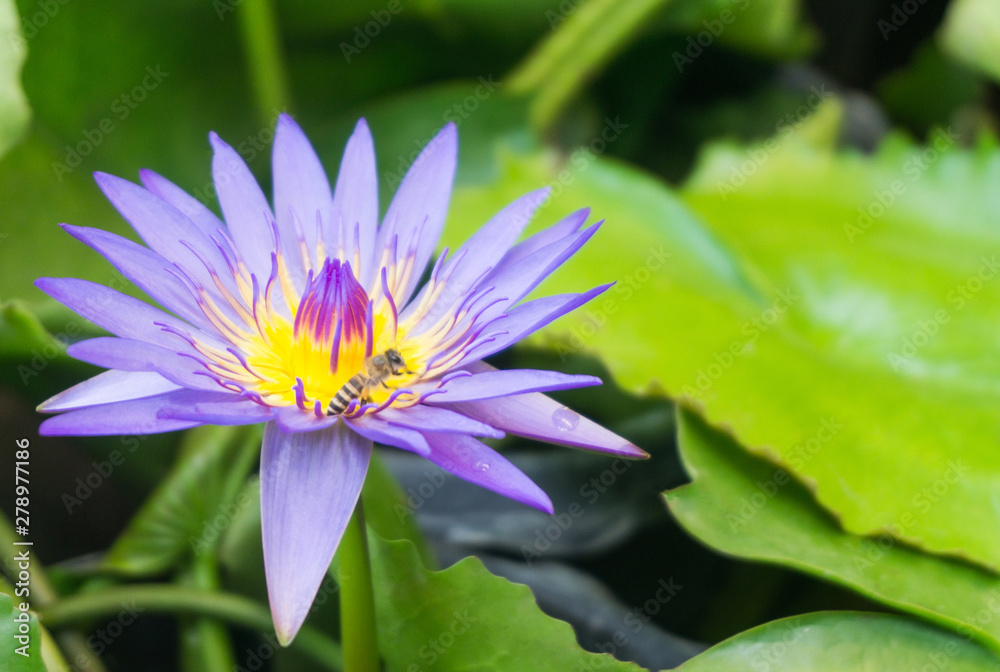 Purple lotus flowers blooming in lotus pond with bee on yellow pollen,selective focus,blurred green leaf background.water lily aquatic plants for worship Purple lotus flowers blooming in lotus pond with bee on yellow pollen,selective focus,blurred green leaf background.water lily aquatic plants for worship